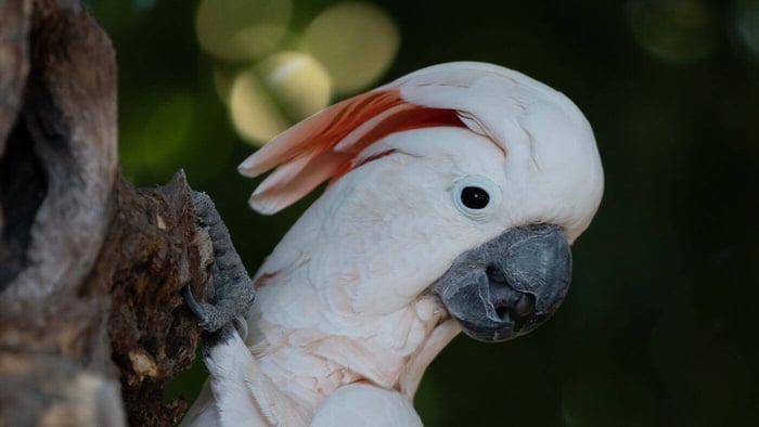 Moluccan Cockatoo