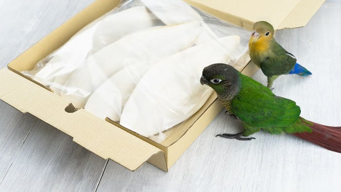 1. Parrots exploring cuttlefish bone for calcium and natural beak conditioning