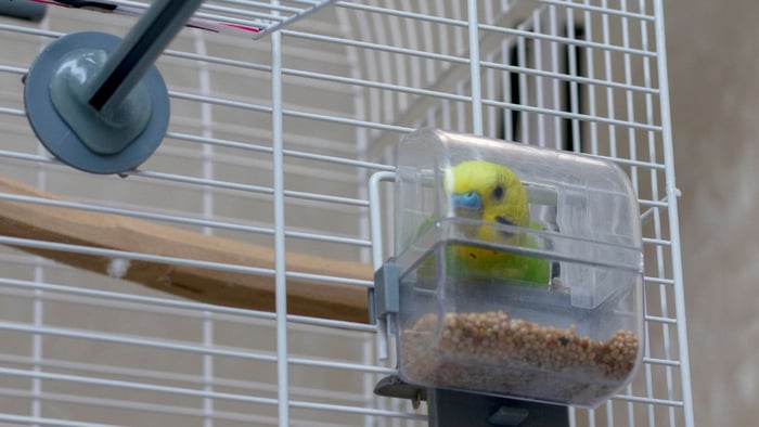 Budgie using a cage feeder as part of a practical parrot accessories setup