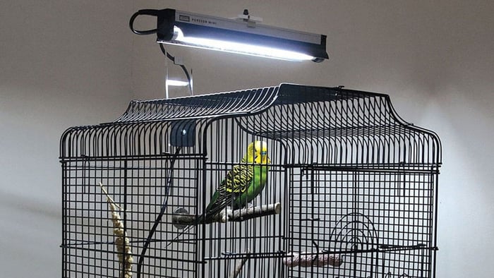 Budgie cage with full-spectrum bird lighting for indoor parrots