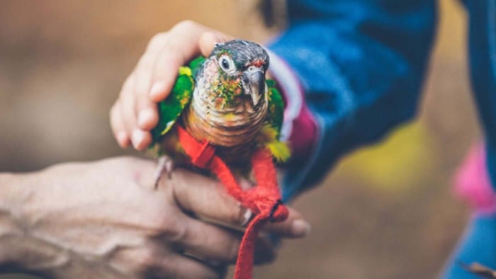 Green Cheeked Conure with Harness on