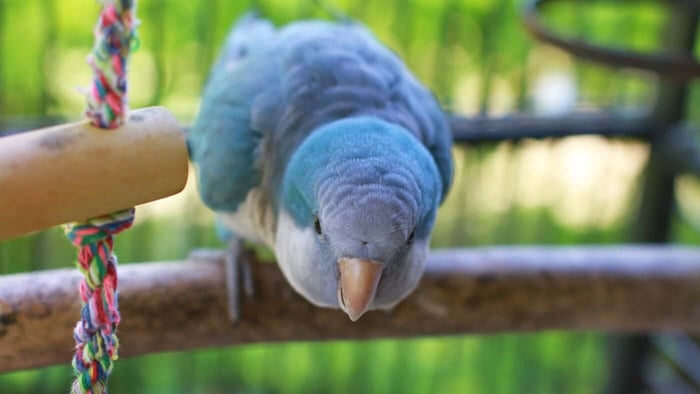 Quaker Parrot Accessories