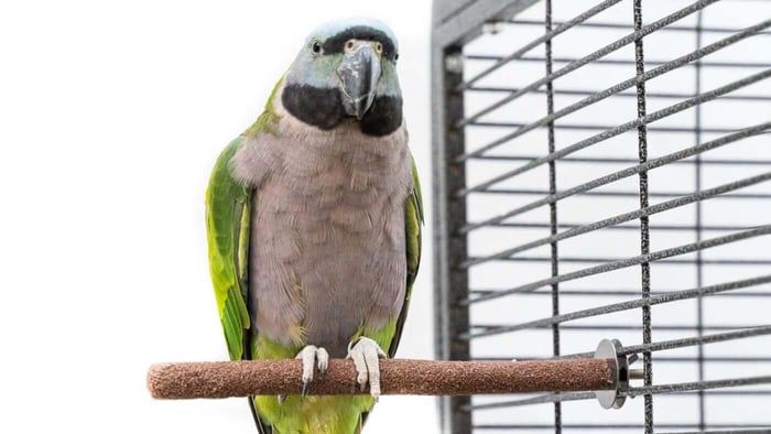 Parrot on a Sanded Perch