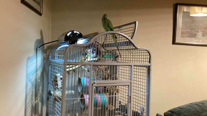 Charlie on top of his cage