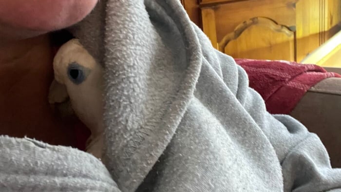 Peaches Cuddled in Marie's Hoodie