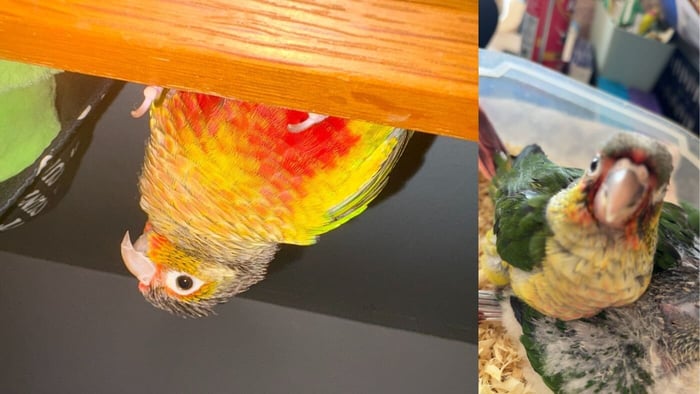 Mango looking from Above and Baby Mango