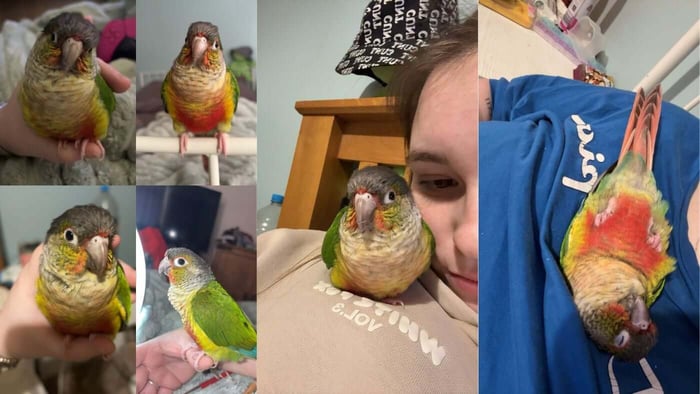 Mango Tango the Conure