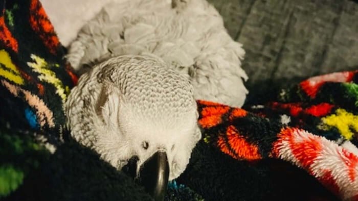 27-year-old African Grey pet parrot, Rambo
