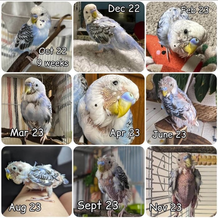 Charlie Chicken's Progression of PBFD