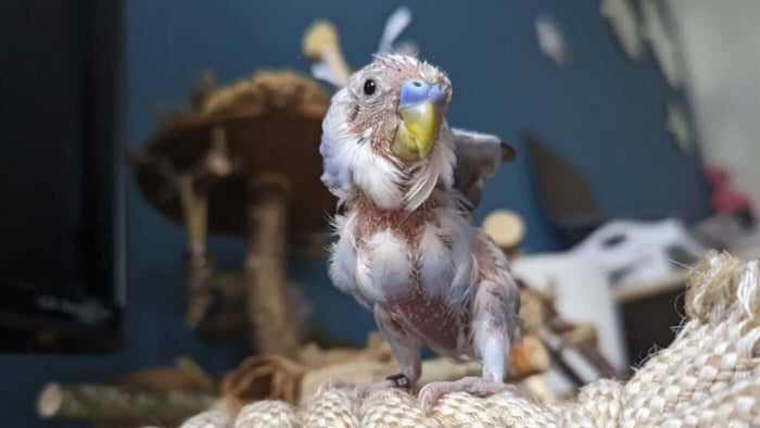 Charlie Chicken the budgie