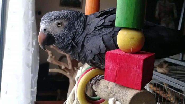 Large Parrots: African Greys, Amazons and Cockatoos