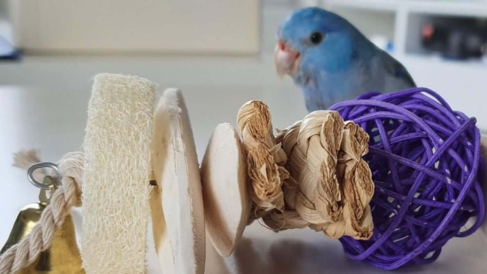What Makes a Toy 'Natural'?