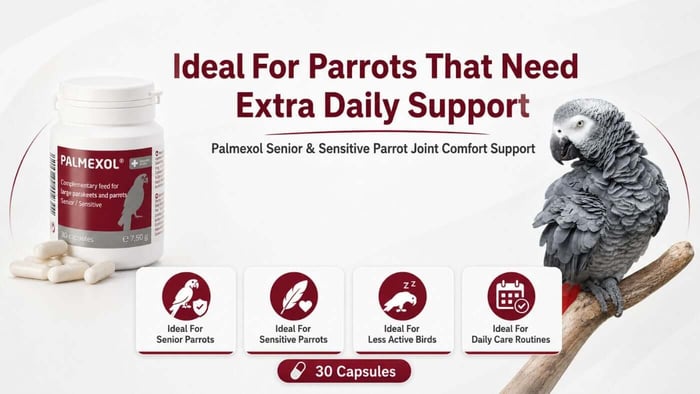 Why Senior Parrots May Need Extra Daily Support