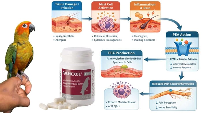 How Palmexol Works