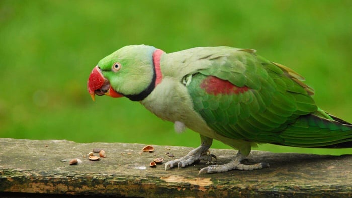 Indian Ringneck Eating Nuts