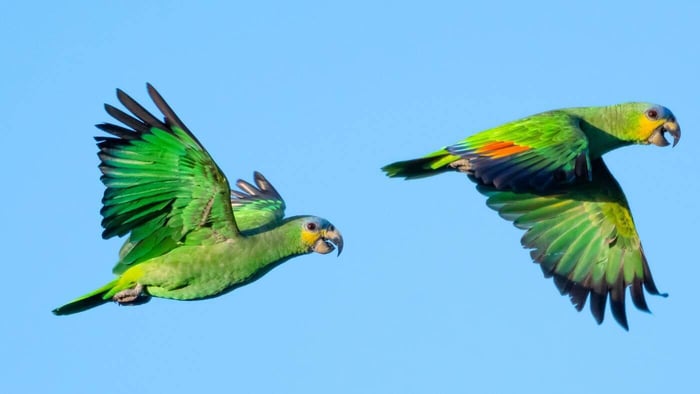 Orange-winged Amazons in flight