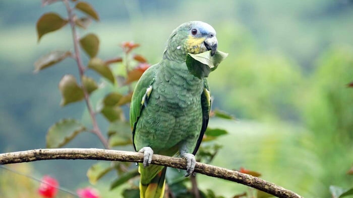 ORANGE-WINGED AMAZON NATURAL HABITAT