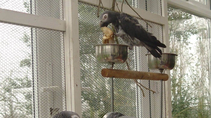 Mirt with other greys