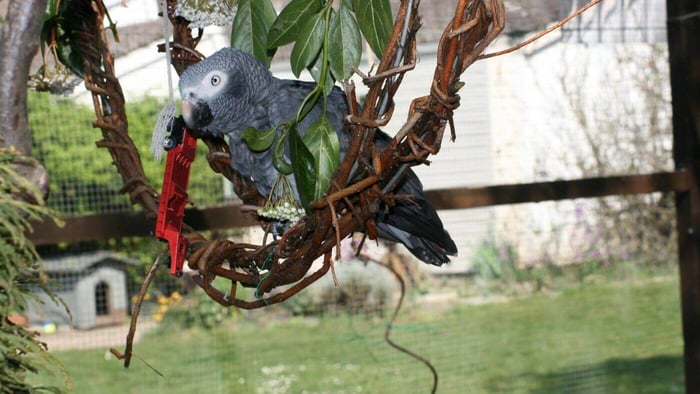 Mirt on a swing