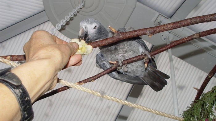 Mirt's First signs of trust