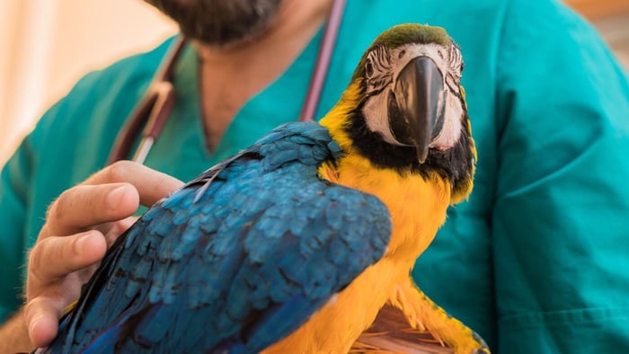 Macaw Examined by Vet