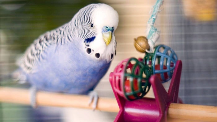 Budgie Toy Foraging Carousel
