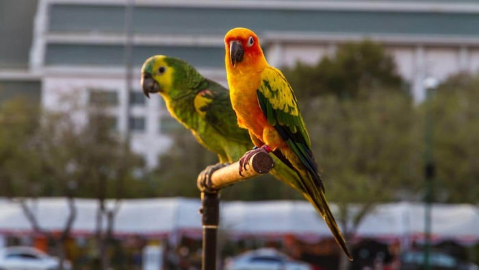 Training and Exercising Pet Parrots