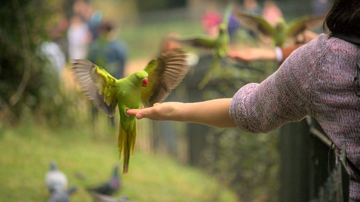 Indian Ringneck Wing Flapping