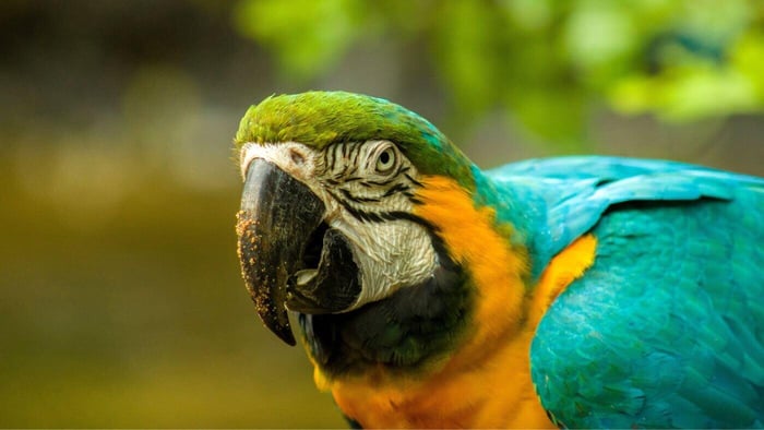 Macaw Parrot