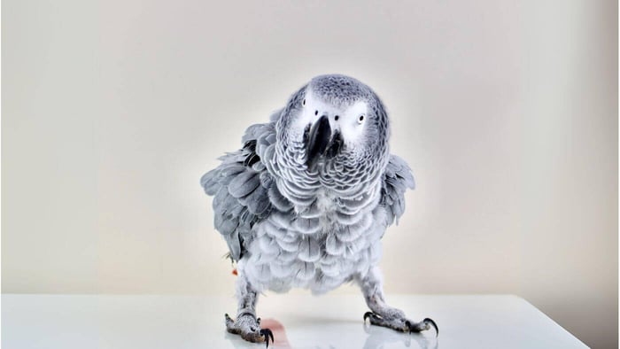 Sick Parrot