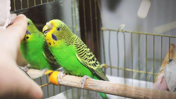 Budgie Biting