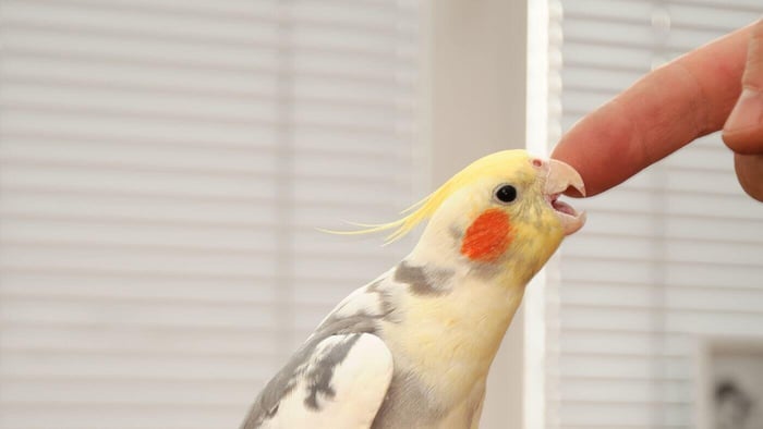 Cockatiel Biting