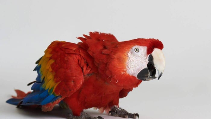 Macaw Parrot Showing Signs of Fear