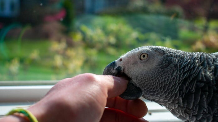 African Grey Parrot Biting