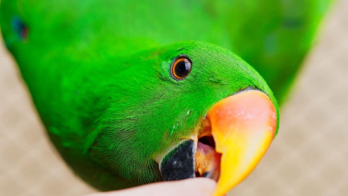 Eclectus Gentle Nibble