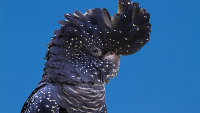 Cockatoo displaying raised crest and feather posture as an example of parrot body language and visual communication.
