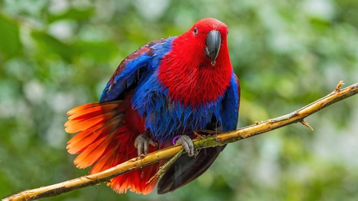 1. Eclectus parrot with fanned tail and alert posture showing wing and tail signals used in parrot body language.