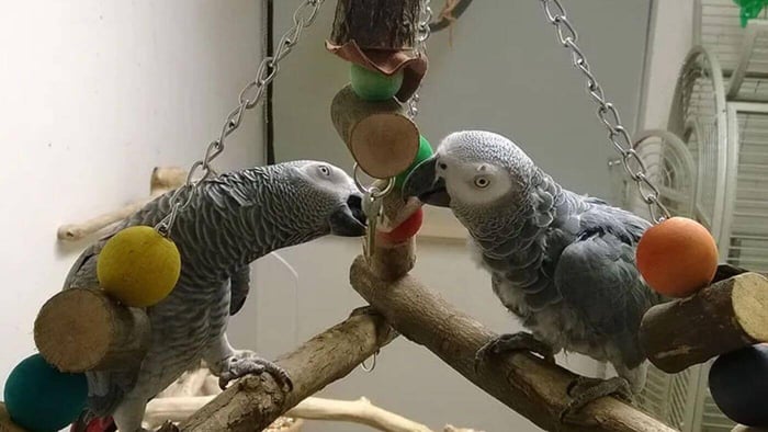 Bobby & Charlie Playing