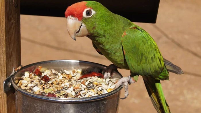 Parrot on a Seed Diet