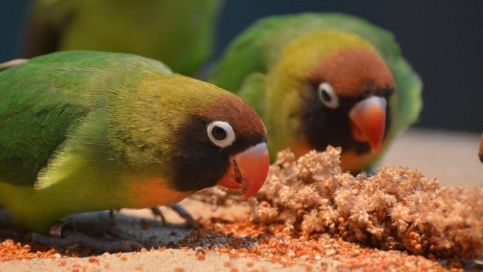 Lovebirds Eating Millet Seeds