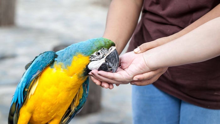 What's The Best Diet For Parrots?