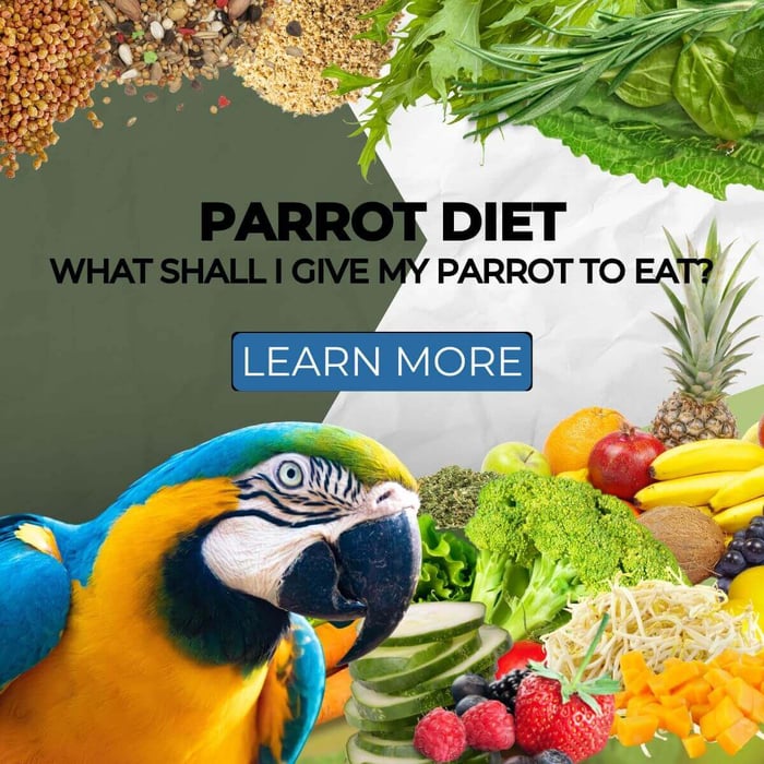 Parrot Diet – What Shall I Give my Parrot to Eat?