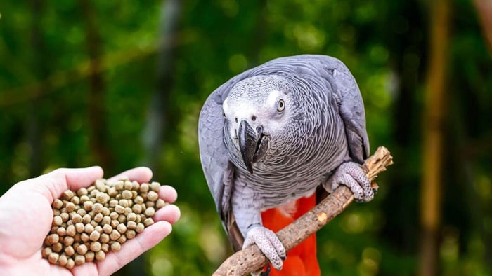 Giving African Grey Pellets