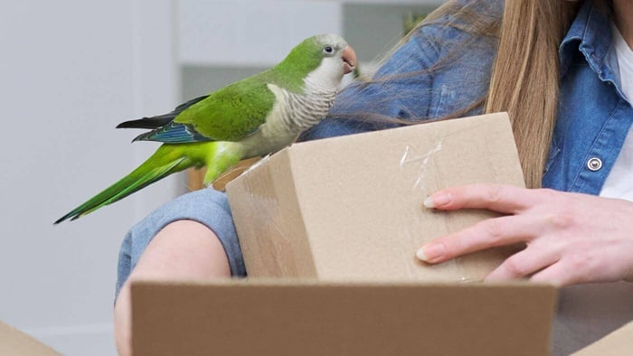 Quaker Parrot Cardboard Box