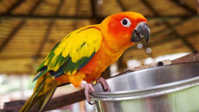 Eating – Major Part of Parrot Enrichment
