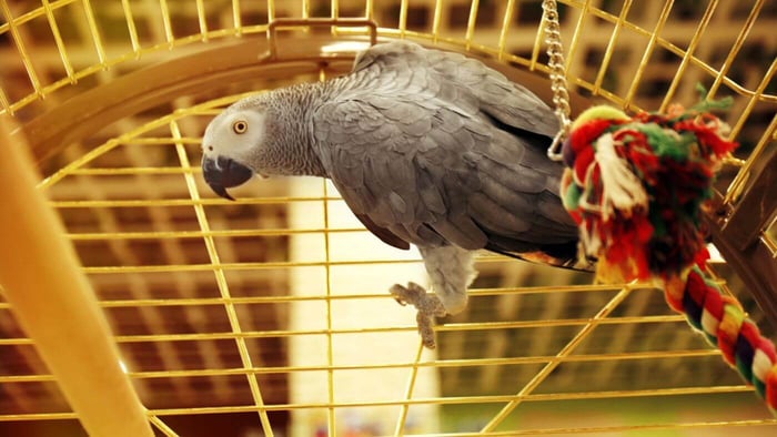 African Grey Parrot in Cage