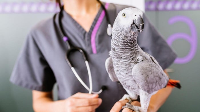 African Grey Parrot at the Vet
