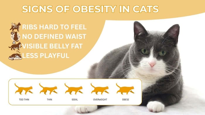 Introducing Glyfeline