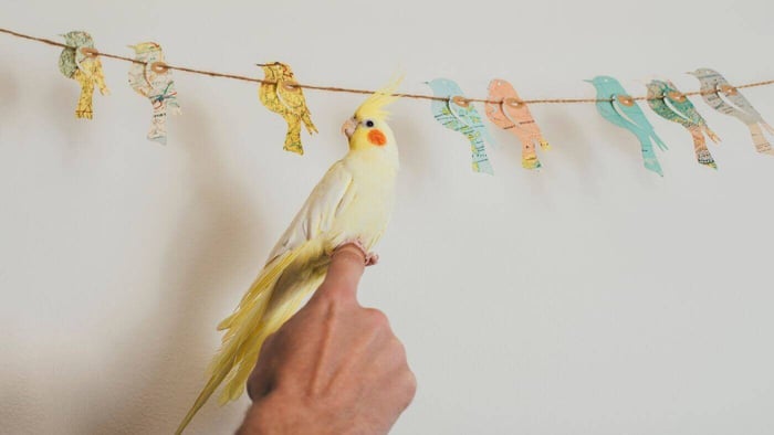 Parrot Care Comunity