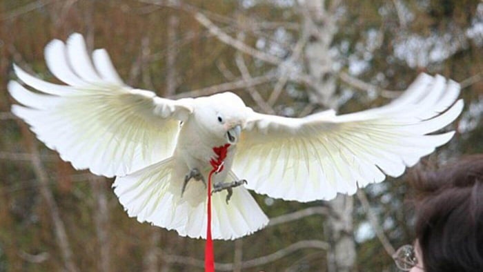 Cockatoo Parrot with Aviator Harness Outdoors